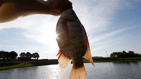 Rios Do Paran S O Repovoados Mil Peixes Nativos