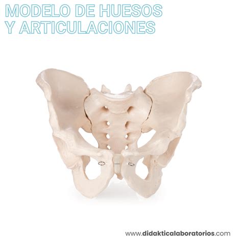 Pelvis Masculina Didaktica Laboratorios