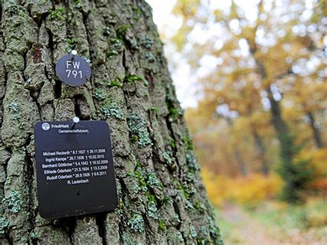 Waldbestattungen in Cremlingen werden populärer