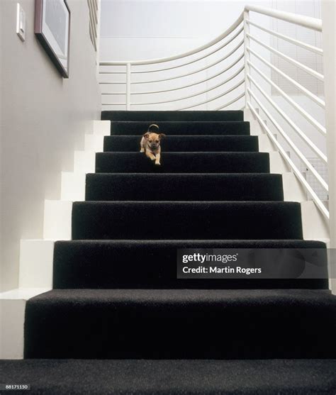 Puppy Crawling Down Stairs High Res Stock Photo Getty Images