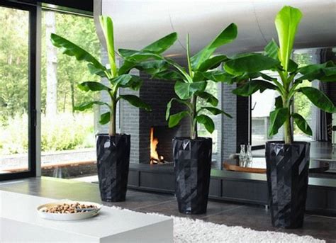 Five Must Have Indoor Plants for Indian Homes - DesignWud Interiors