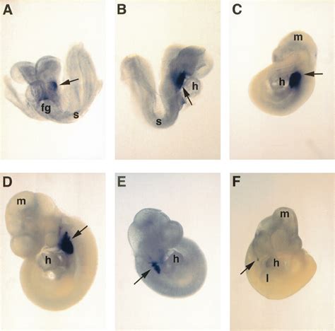 Wholemount Rna In Situ Hybridization Analysis Of Nkx26 Expression In