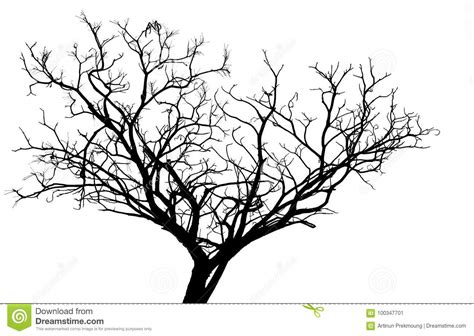 Arbre Mort De Silhouette D Isolement Sur Le Fond Blanc Image Stock