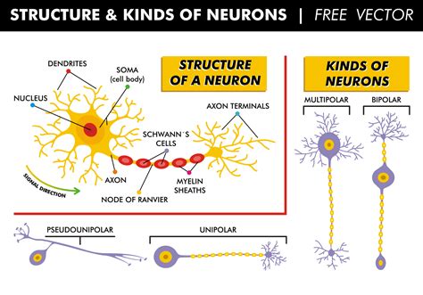 Structure Et Types De Vecteurs Gratuits De Neurones 116150 Art Vectoriel Chez Vecteezy