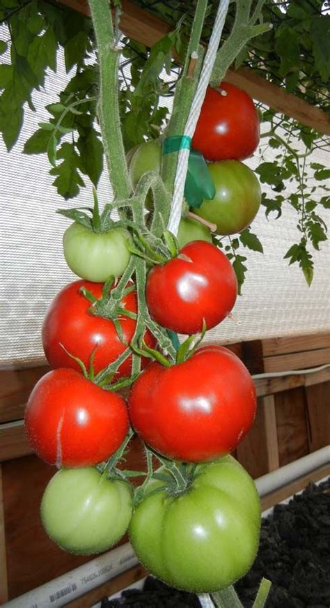 Aquaponics With Portable Farms® Aquaponics Systems Aquaponics