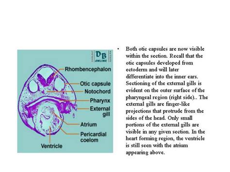 Dorsal blastoporal lip frog embryo - qeryhub