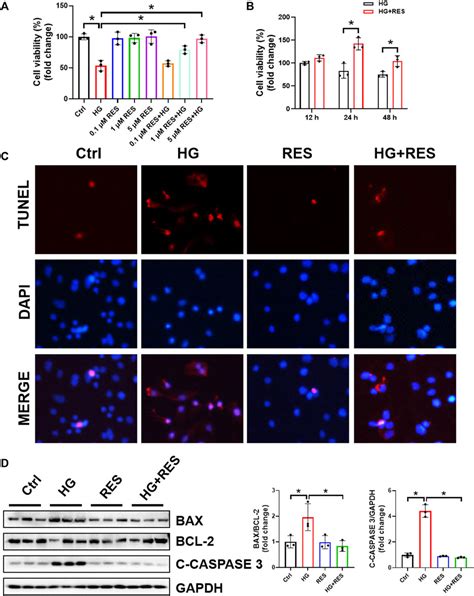 Frontiers Resveratrol Attenuates High Glucose Induced Osteoblast