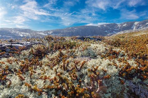 Moss in the arctic tundra. stock photo. Image of plain - 218094818