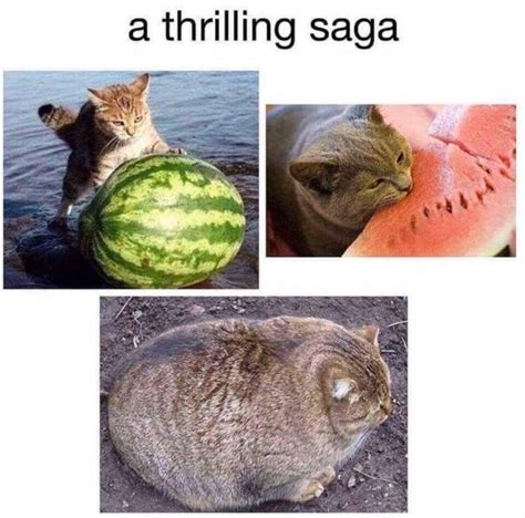 A thriling saga - cat watermelon