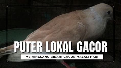 Suara Puter Lokal Gacor Menaikan Birahi Kawin Di Sangkar YouTube