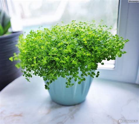 Мята мини минт декоративная корсиканская Агрофирма Аэлита - «Самые ...