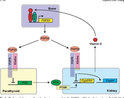 Figure 1 From Klotho In Chronic Kidney Disease — What S New