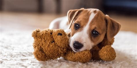 Cuidados básicos para los cachorros recién llegados a casa Hospital