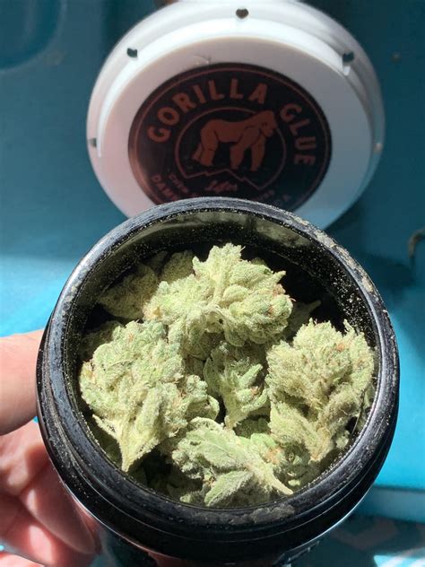 1205 Best Gorilla Glue 4 Images On Pholder Microgrowery Weed And Autoflowers