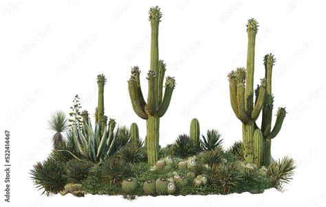 Cactus on transparent background Stock Illustration | Adobe Stock