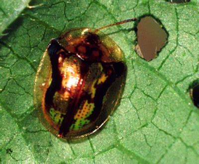 Golden Tortoise Beetle - Bugwoodwiki