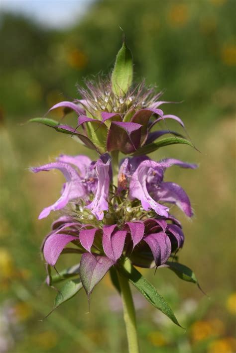 Monarda Citriodora Lemon Beebalm Lemon Bergamot Lemon Horsemint