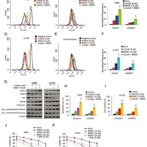 Icotinib Plus Bdmc Activates Ros Generation And Modulates Vdac And