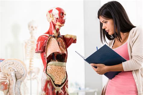 Entenda Por Que Estudar Anatomia Importante Para Medicina Blog