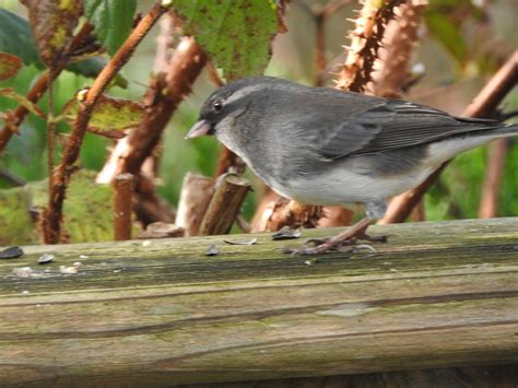 Eye striped Slate colored junco - FeederWatch