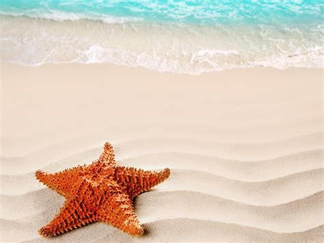 Download Animal Starfish Hd Wallpaper