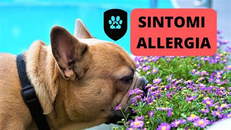 Allergia Primaverile Anche Il Cane Pu Soffrirne Come Riconoscerla