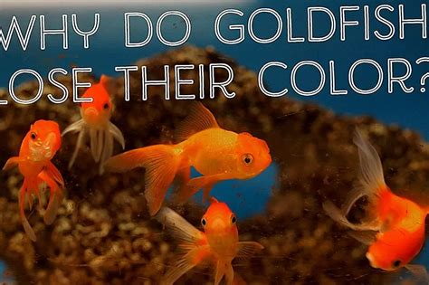 Pourquoi Les Poissons Rouges Changent Ils De Couleur Ou Deviennent Ils