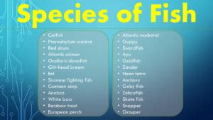 Different Species of Fish & Facts - GrammarVocab