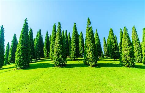 pinheiro foto gratis