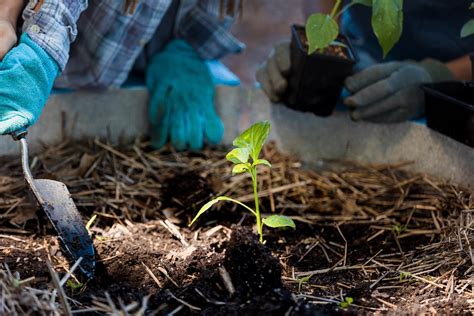 Revive Your Garden How To Boost Soil Health With Effective Soil Amendments