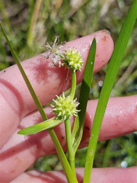 Sparganium natans (Least Bur-reed) - FSUS
