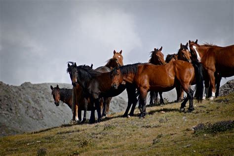 12 Wild Animals in Kazakhstan [Wildlife in Kazakhstan] - Kevmrc