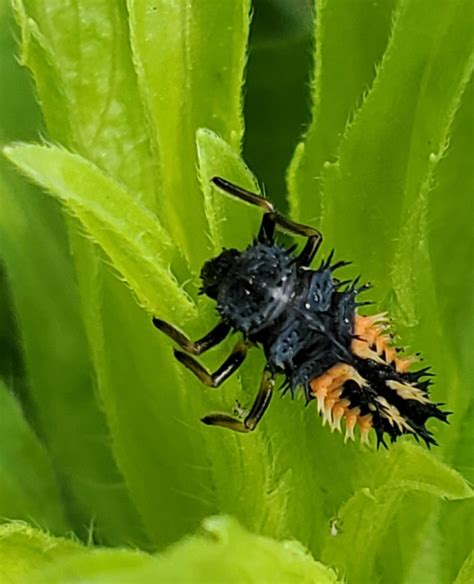 Lady beetle larvae = nightmare material : r/natureismetal