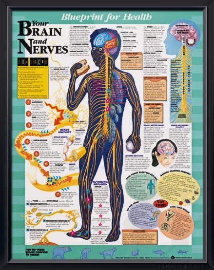 Your Brain And Nerves Chart 20x26 Nerve Anatomy Nerve Anatomy