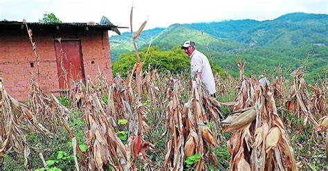 Can Cula Intensa Amenaza Las Cosechas De Granos B Sicos En Honduras