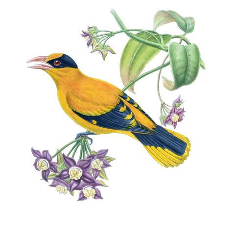 4586 A185 Broderips Oriole Free Graphics Enliven Designs