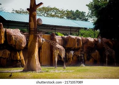 Giraffe Surabaya Zoo Stock Photo 2171057089 | Shutterstock