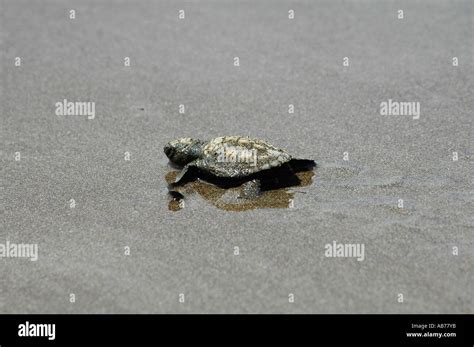 Olive Ridley Sea Turtle Hatchling Marching Towards The Sea Buena Vista