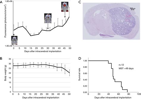 The Abscopal Effect Induced By In Situ Irradiated Peripheral Tumor