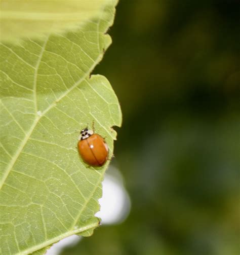 What’s In My Backyard?-Asian Lady Beetle – 5sparrows