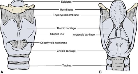 Larynx Anterior And Posterior View Wiki Gogle Photos