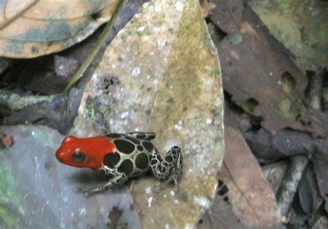 Reticulated Dart Frog Red Backed Poison Frog Project Noah