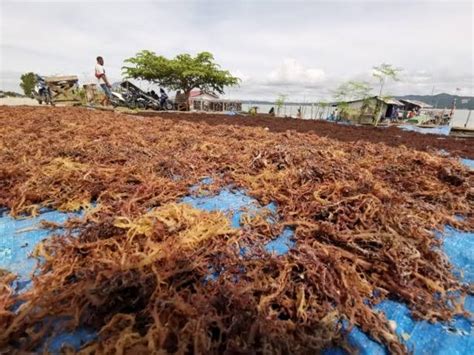 Kawasan Budidaya Rumput Laut Nunukan Harus Zero Waste Fajar Kaltara