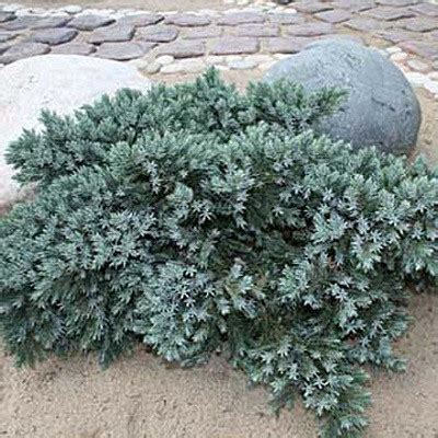 Можжевельник чешуйчатый Блю Стар (Juniperus squamata Blue Star ...