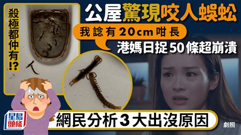 巿區公屋單位驚現50條咬人蜈蚣！？港媽苦呻日日捉超崩潰 網民分析3大出沒原因