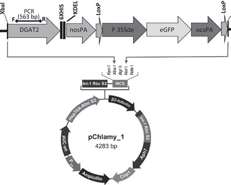 Figure 1 From Altered Lipid Composition And Enhanced Lipid Production