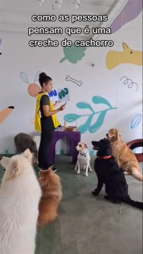 Nina Pet Cão Creche Para Cães E Hotel Profissional - DayCare e Hotel Profissional (@ninapetcao) • Instagram photos and videos