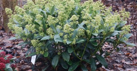 Skimmia Japonica Magical Finchy Finchy Bloemenpark Appeltern