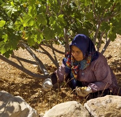 Harvesting fig trees