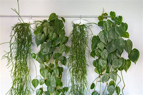 What You Need To Know Before You Buy A Hanging Plant — Plant Care Tips ...